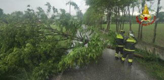 Danni da maltempo sul trevigiano, numerosi interventi dei Vigili del Fuoco Danni da maltempo nel trevigiano, interventi dei vigili del fuoco