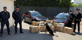 Operazione antidroga dei Carabinieri a Mestrino e Resana, sequestrati oltre kg 79 di marijuana ed arrestate 2 persone I Carabinieri nel corso dell'operazione antidroga