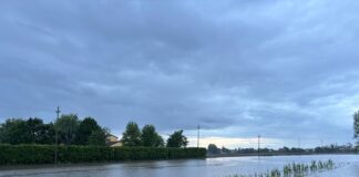 Coldiretti Venezia: “Coltivazioni di Mais compromesse a Cavarzere” Cavarzere, un terreno coltivato a mais sommerso dalla bomba d'acqua