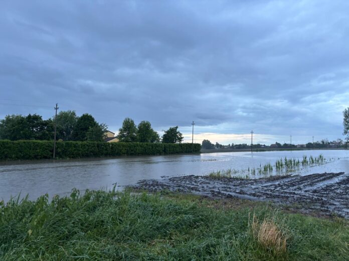 Cavarzere, un terreno coltivato a mais sommerso dalla bomba d'acqua Cavarzere, un terreno coltivato a mais sommerso dalla bomba d'acqua