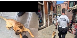Contrasto al “mendicante con animali” nel centro storico: sanzionati due soggetti, sequestrati i cani I cagnolini usati dal mendicante
