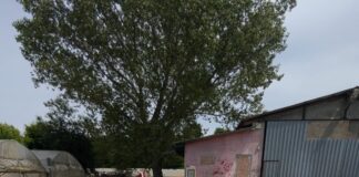 Favaro Veneto, azienda agricola deferita all’Autorità Giudiziaria per deposito incontrollato di rifiuti pericolosi Favaro Veneto, azienda agricola deferita all’Autorità Giudiziaria per deposito incontrollato di rifiuti pericolosi