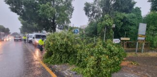 Maltempo, oltre 60 interventi dei Vigli del Fuoco in Regione Maltempo, un albero caduto su strada allagata a Treviso - foto: Comune di Treviso