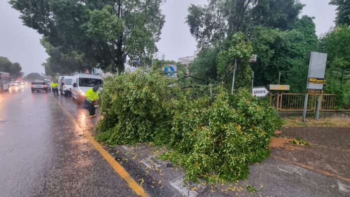 Maltempo, un albero caduto su strada allagata a Treviso - foto: Comune di Treviso Maltempo, un albero caduto su strada allagata a Treviso - foto: Comune di Treviso