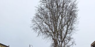 San Stino di Livenza, minaccia di far esplodere la sede della Polizia Locale: identificato e denunciato Polizia Locale di San Stino di Livenza