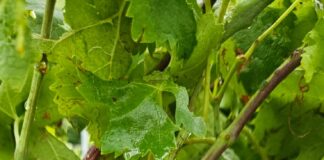 Grandinate nella Marca, i tecnici di Condifesa TVB al lavoro per la conta dei danni Danni da grandine nei vigneti della Marca