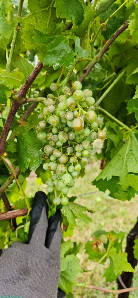 Danni da grandine nei vigneti della Marca