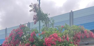 Albero pericoloso in Via Trieste a Marghera: i cittadini attivi chiedono un intervento urgente Marghera, albero pericoloso in Via Trieste altezza Via San Giorgio in Alga