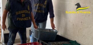 Scoperto e sequestrato centro abusivo per la lavorazione e vendita di molluschi La Guardia di Finanza con i molluschi sequestrati