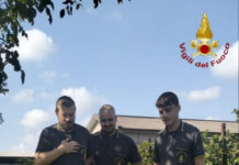 Cane finisce in un canale, salvato dai Vigili del Fuoco I Vigili del Fuoco con il cane che hanno messo in salvo