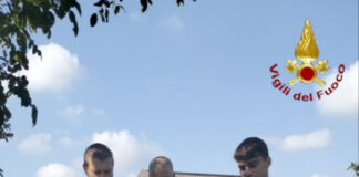 Cane finisce in un canale, salvato dai Vigili del Fuoco I Vigili del Fuoco con il cane che hanno messo in salvo