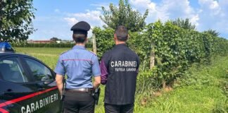 Controlli dei Carabinieri del NIL nel periodo della vendemmia contro il “Caporalato”: 90mila euro di sanzioni Controlli dei Carabinieri del NIL contro il "Caporalato" nel periodo della vendemmia