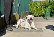 Aperte le iscrizioni al percorso formativo per i proprietari di cani Patentino cani - foto dal sito del Comune di Venezia