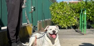 Aperte le iscrizioni al percorso formativo per i proprietari di cani Patentino cani - foto dal sito del Comune di Venezia