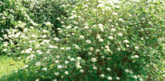 Dolo, piante gratuite per i cittadini: come richiederle Piante, arbusti - foto dal sito Web di Veneto Agricoltura