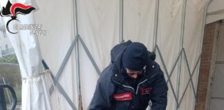 Chioggia, i Carabinieri sequestrano un quintale di capesante sottomisura Le capesante sottomisura sequestrate dai Carabinieri di Chioggia