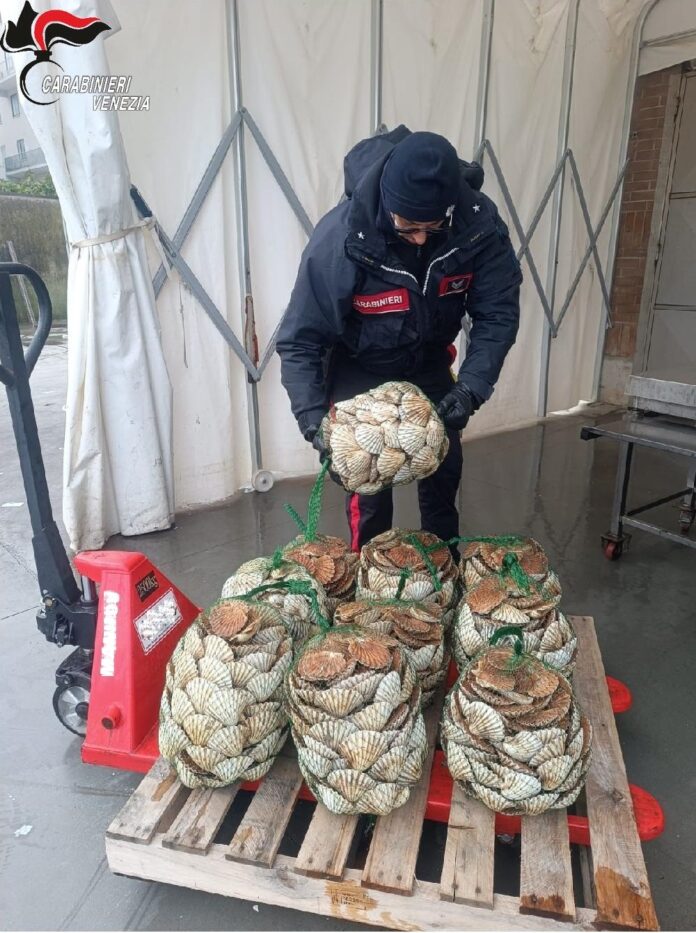 Le capesante sottomisura sequestrate dai Carabinieri di Chioggia Le capesante sottomisura sequestrate dai Carabinieri di Chioggia