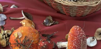 Funghi, un raccolto su cinque è risultato non commestibile o tossico Funghi