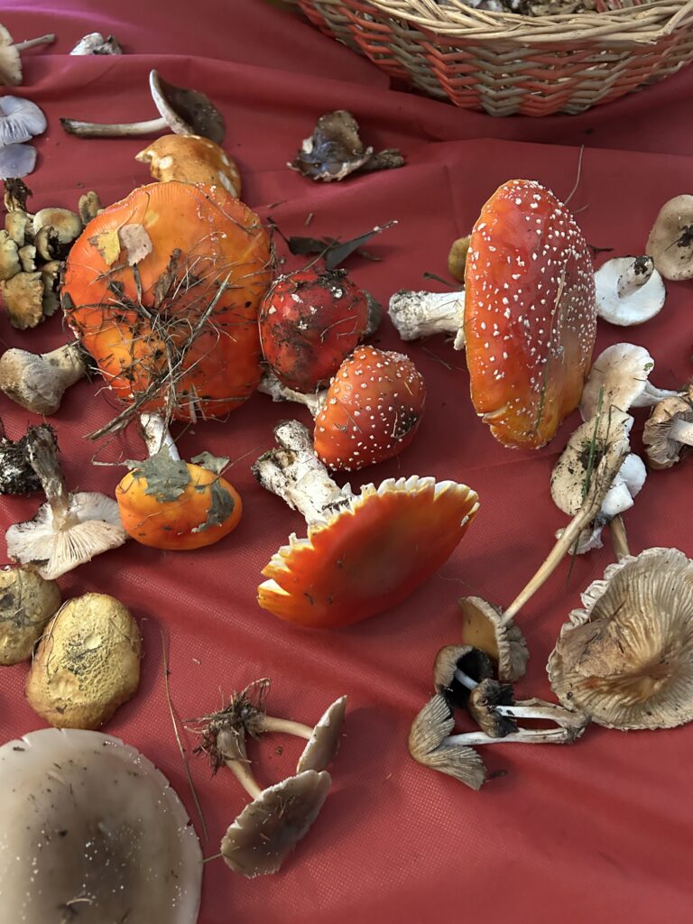 Funghi