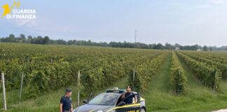 Vendemmia, la Guardia di Finanza di Treviso scopre 14 braccianti irregolari, di cui un minorenne Guardia di Finanza di Treviso