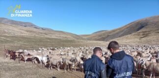 Frode ai danni dell’Unione Europea: denunciati 48 imprenditori agricoli Indagini della Guardia di Finanza sulla Politica Agricola Comune