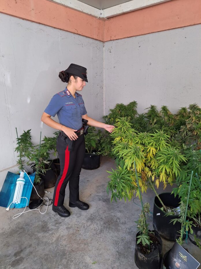I Carabinieri della Stazione di Villorba con la marijuana sequestrata I Carabinieri della Stazione di Villorba con la marijuana sequestrata