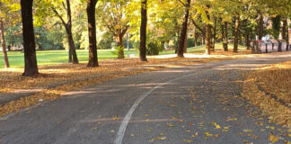 A Noale un avviso per l’attività di pulizia e raccolta foglie Foglie a terra sulle strade di Noale