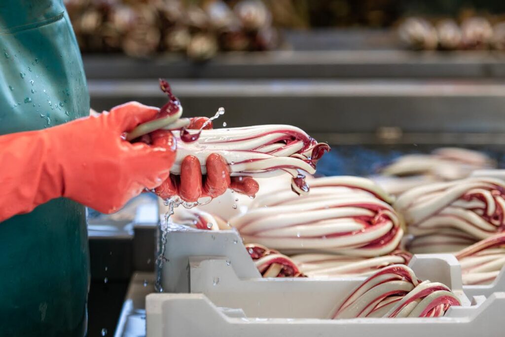 Radicchio IGP, il futuro parla estero: a Rio San Martino il convegno sull’export della filiera veneta