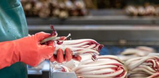 Radicchio IGP, il futuro parla estero: a Rio San Martino il convegno sull’export della filiera veneta Radicchio IGP, il futuro parla estero: a Rio San Martino il convegno sull’export della filiera veneta