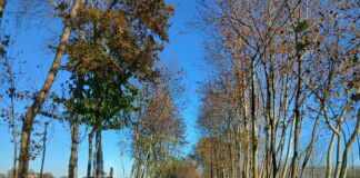 Loria, manutenzione straordinaria di banchine e fossi: approvato il progetto esecutivo da 82.000 euro Comune di Loria - Fossati