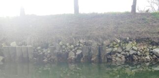 Lio Piccolo, Mesole e Saccagnana: gli abitanti denunciano degrado e incuria Un argine compromesso in zona Baroncolo, Lio Piccolo