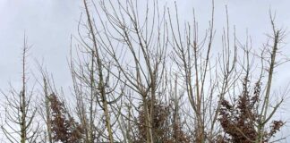 Villorba, nei prossimi giorni saranno piantumazione 80 nuovi alberi Alcuni alberi che saranno piantumati a Villorba