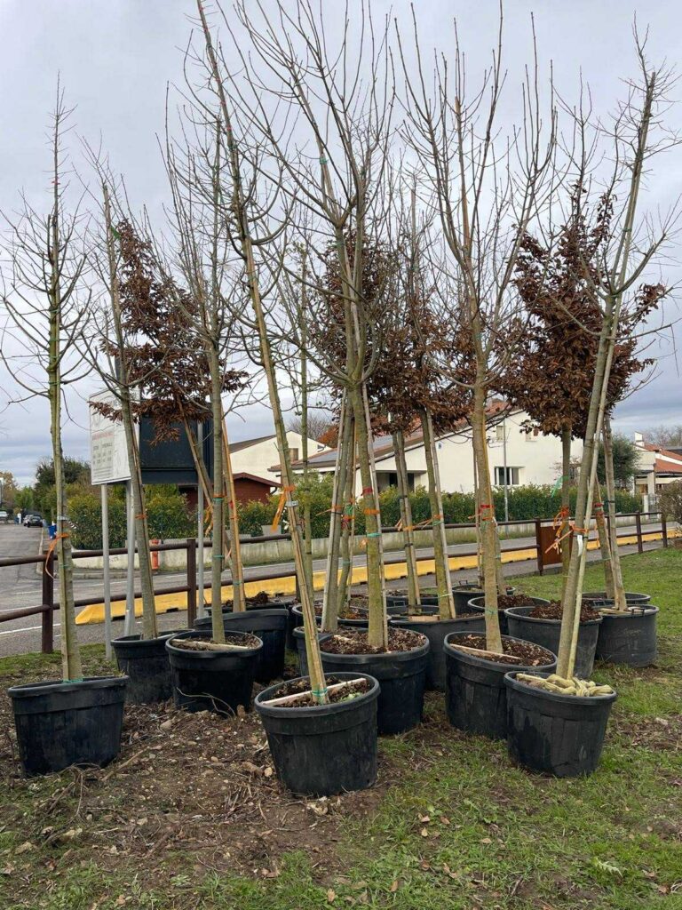 Alcuni alberi che saranno piantumati a Villorba