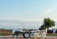 Campi di tulipani a Villorba: 500.000 bulbi in fiore da marzo 2026 Nonno Andrea, Villorba, autoraccolta tulipani, fioritura tulipani