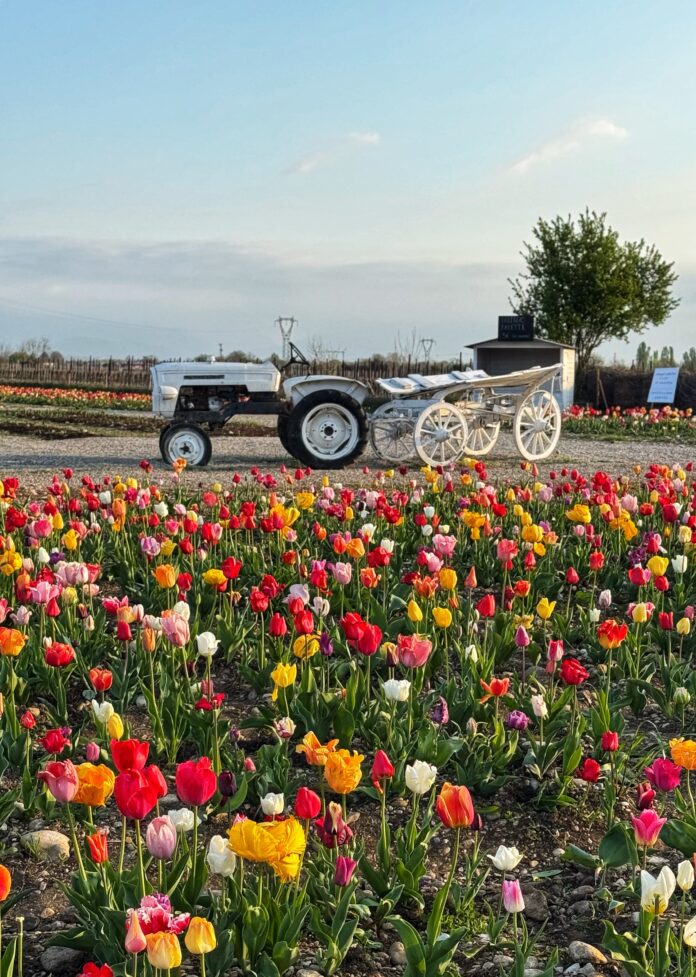 Nonno Andrea, Villorba, autoraccolta tulipani, fioritura tulipani Nonno Andrea, Villorba, autoraccolta tulipani, fioritura tulipani
