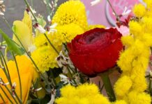 Donne venete, il messaggio di Stefani per l’8 marzo donne venete, Regione Veneto, Alberto Stefani, genio femminile