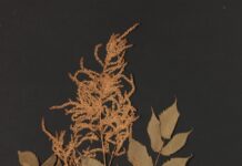 Mostra Florilegia ad Asolo: l’erbario di Pio Bolzon tra arte e memoria botanica erbario di Pio Bolzon Museo Civico di Asolo Pio Bolzon botanica Asolo