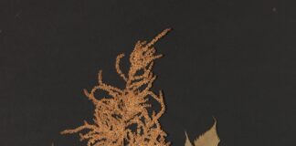 Mostra Florilegia ad Asolo: l’erbario di Pio Bolzon tra arte e memoria botanica erbario di Pio Bolzon Museo Civico di Asolo Pio Bolzon botanica Asolo