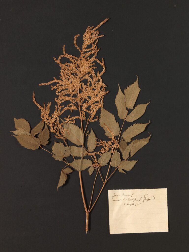 erbario di Pio Bolzon Museo Civico di Asolo Pio Bolzon botanica Asolo