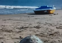 Spiaggiamenti: il Veneto rafforza il protocollo per cetacei e tartarughe marine Rimuovi il termine: Veneto VenetoRimuovi il termine: Mare MareRimuovi il termine: Spiaggiamenti SpiaggiamentiRimuovi il termine: Litorale Venezia Litorale Venezia