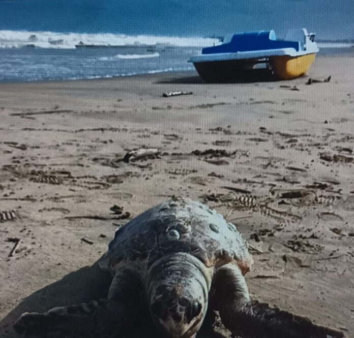 Rimuovi il termine: Veneto VenetoRimuovi il termine: Mare MareRimuovi il termine: Spiaggiamenti SpiaggiamentiRimuovi il termine: Litorale Venezia Litorale Venezia Rimuovi il termine: Veneto VenetoRimuovi il termine: Mare MareRimuovi il termine: Spiaggiamenti SpiaggiamentiRimuovi il termine: Litorale Venezia Litorale Venezia