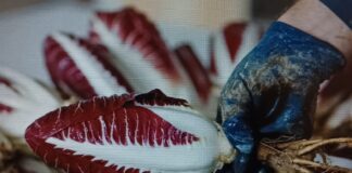 Bioeconomia: Prosecco e radicchio veneti al centro del progetto europeo bioeconomia, Prosecco, radicchio, Veneto, economia circolare, agricoltura, sostenibilità, Interreg, Veneto Agricoltura, TeBiCE