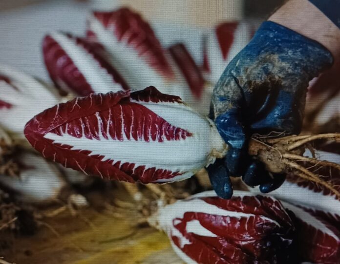 bioeconomia, Prosecco, radicchio, Veneto, economia circolare, agricoltura, sostenibilità, Interreg, Veneto Agricoltura, TeBiCE bioeconomia, Prosecco, radicchio, Veneto, economia circolare, agricoltura, sostenibilità, Interreg, Veneto Agricoltura, TeBiCE