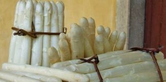 Asparago bianco IGP di Cimadolmo: al via la raccolta 2026 asparago bianco IGP di Cimadolmo, Cimadolmo, agricoltura, prodotti tipici, IGP, Treviso, eventi locali, enogastronomia