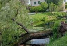 Tragedia a Treviso: uomo muore schiacciato da un albero nel Botteniga Treviso, cronaca, incidente, albero caduto, Botteniga, vigili del fuoco, Suem 118, emergenza, morte, notizie locali
