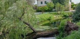 Tragedia a Treviso: uomo muore schiacciato da un albero nel Botteniga Treviso, cronaca, incidente, albero caduto, Botteniga, vigili del fuoco, Suem 118, emergenza, morte, notizie locali