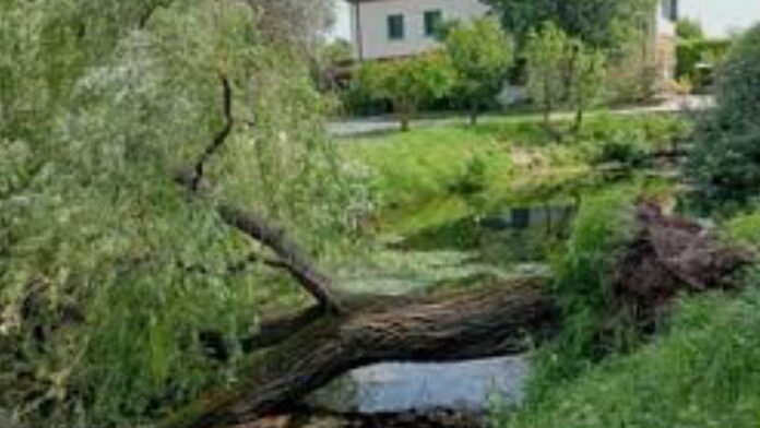 Treviso, cronaca, incidente, albero caduto, Botteniga, vigili del fuoco, Suem 118, emergenza, morte, notizie locali Treviso, cronaca, incidente, albero caduto, Botteniga, vigili del fuoco, Suem 118, emergenza, morte, notizie locali