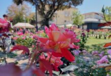 Forte in Fiore 2026: evento a Mestre tra natura, food e spettacoli Forte in Fiore, Mestre, Forte Marghera, eventi Venezia, primavera, giardinaggio, florovivaismo, eventi gratis, famiglie, Veneto