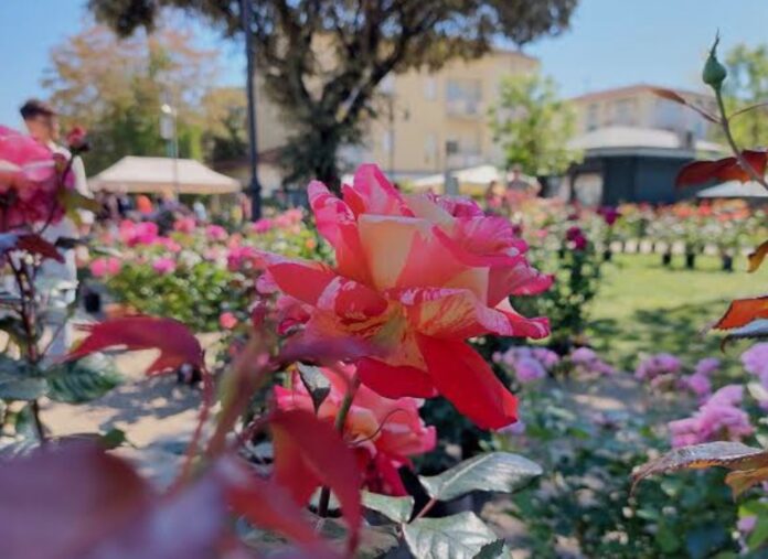 Forte in Fiore, Mestre, Forte Marghera, eventi Venezia, primavera, giardinaggio, florovivaismo, eventi gratis, famiglie, Veneto Forte in Fiore, Mestre, Forte Marghera, eventi Venezia, primavera, giardinaggio, florovivaismo, eventi gratis, famiglie, Veneto