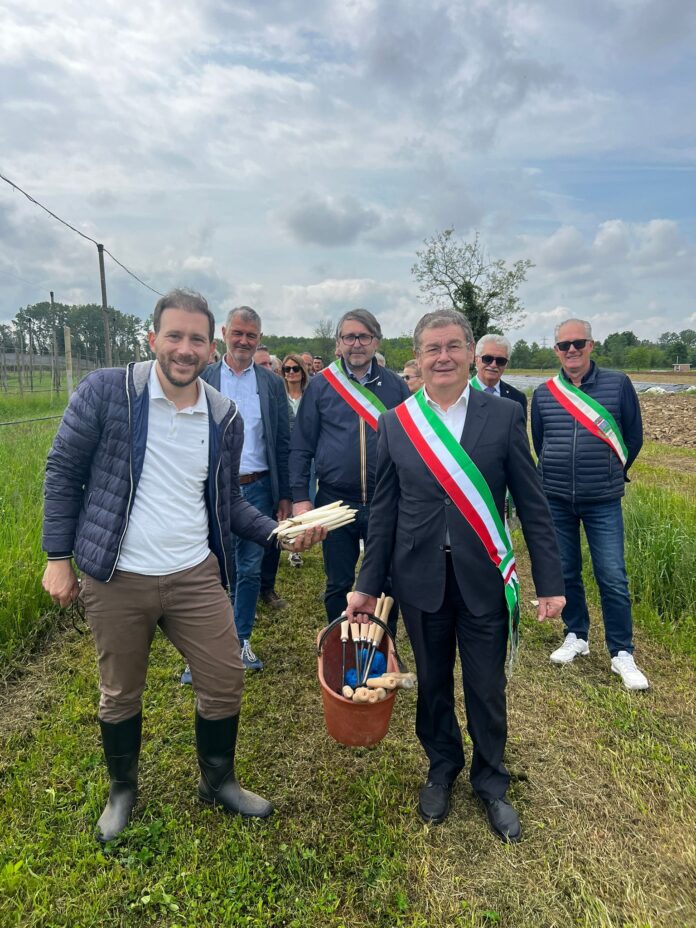 asparago di Badoere, Veneto, agricoltura, prodotti tipici, economia locale asparago di Badoere, Veneto, agricoltura, prodotti tipici, economia locale
